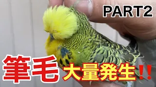 [Parakeet] A large amount of pin feathers occur!! ️ ️PART2