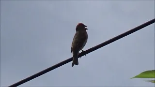 Чечевица. Пение птицы.