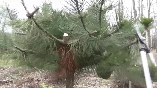 Jak radzę sobie ze zbyt dużymi sosnami?