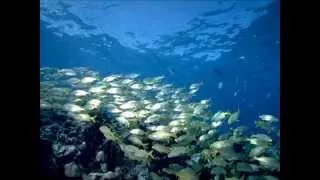 The Pearl Fishers-James Last - YouTube.flv