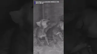 Wolf pups learn to howl