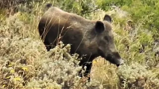 AMAZING WILD BOAR HUNTING VIDEO | EFSANE DOMUZ AVI