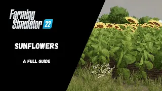 FS22 - Sunflowers, A Full Guide - Farming Simulator 22