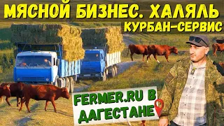 Калмыцкий скот на летних пастбищах. Заготовка сена в горах. Проплывая яма для КРС. Халяльный бизнес