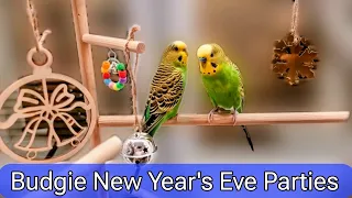 Budgie New Year's Eve Parties / Новогодние вечера волнистых попугайчиков