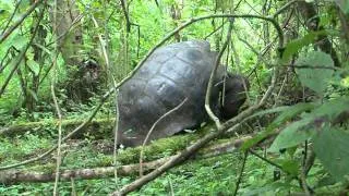 Galápagos giant tortoise mating - Elefantskilpadder som parrer