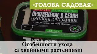 Голова садовая - Особенности ухода за хвойными растениями