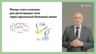 Пассивный транспорт  Простая и облегченная диффузия  Ионные каналы