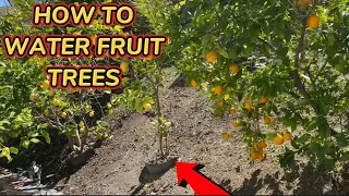 Water Your Fruit Trees with Drip Line | How to