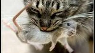 ОТЛИЧНАЯ подборка с котами 2014!!! СМЕШНО ОЧЕНЬ !!! FUNNY VIDEOS Funny Cats Compilation2014 [NEW HD]