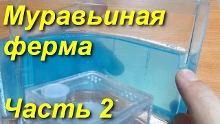 Муравьиная ферма из Китая. Мой опыт. Часть 2.