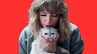 the best of: Taylor (and her cats)