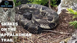 Snakes on the Appalachian Trail