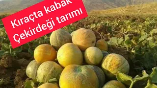 çekirdek kabağı yetiştiriciliği dekara verim