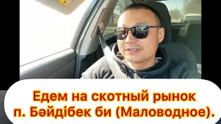 Откорм бычков. Едем на скотный рынок п. Бәйдібек би ( Маловодное). Показываю цены сколько стоят быки