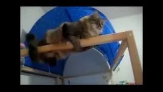 Funny Cute Cats Compilation 2013