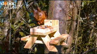 Eichhörnchen Picknicktisch | dobar wildlife
