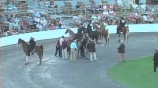 2 y/o Walking Horse collapses during the Celebration