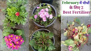 February में ये 2 Fertiliser बड़े काम के हैं || Easy Fertilisers For Flowering Plants 2022