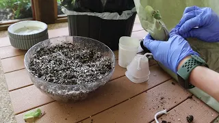 Unboxing and Repotting new violets