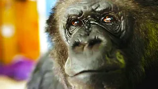 What Happened To Koko The Talking Gorilla