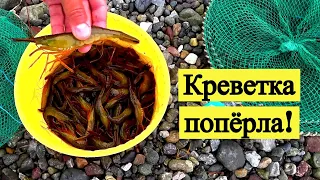 Креветка попёрла! // Shrimp. Season is open! (Eng Subs)