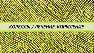 Лечение попугаев корелл, как часто сдавать анализы, когда прекращать лечение.  Как правильно кормить