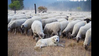 Raising sheep in the midst of the 2020 Covid pandemic in Idaho