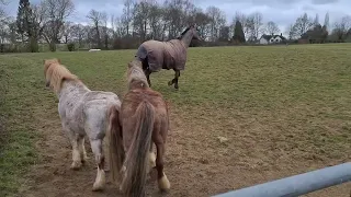 Making Friends With The Ponies