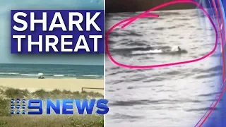 Great White Shark spotted at Palm Beach | Nine News Australia