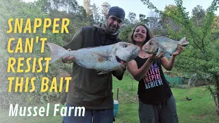 Harbour Fishing Coromandel | Big Snapper on Liveys