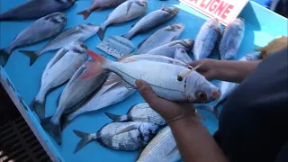 Marseille, il pêche cette espèce en voie de disparition