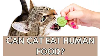 7 Human Foods Are Safe For Your Cat| Food Secret