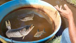 VIVEIRO PARA PEIXES FEITO COM CAIXA D"ÁGUA