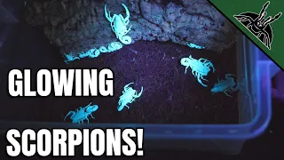 Moving COMMUNAL SCORPIONS!