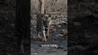 Rudra Male Tiger in Tadoba