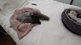 Curiosity Strikes: Witness Two Maine Coons Rule Our Bed