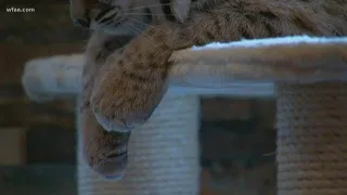 North Texas couple keeps bobcats as pets