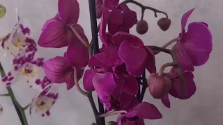 Манхеттен пелор, маракеш пелор, танго бабочка и другие орхидеи https://t.me/Orholenta