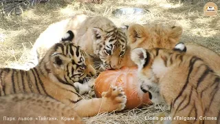 Львы и тигры напали на тыкву 🤣 Тайган. Lions & tigers attacked pumpkin 🤣 Taigan