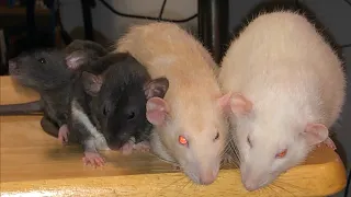 My 4 Current Rats - Quick Rat Highlight
