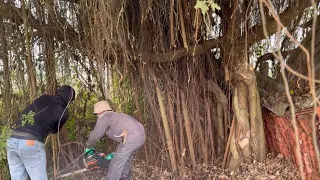 Cut large trees growing dangerously in abandoned houses - Clean up abandoned houses