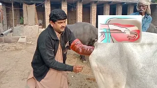 cow Me Ai ka Mokaml tarika | Artificial insemination in cow