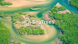 We're Reforesting the Oceans | PANGAIA x SeaTrees