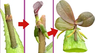 This Miracle Helped Propagate Orchids Quickly