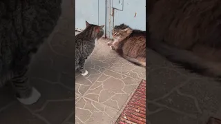Кошка с котом дерется