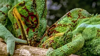 Chameleons Fight To Defend Their Territory | Madagascar | BBC Earth