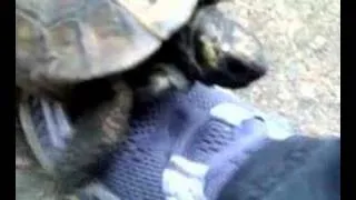 tortoise going mad humping my foot