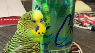 Kiwi the Parakeet (Budgie) Talks Nonstop to a Can of Fizzy Water!