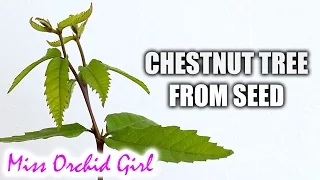 Starting a chestnut tree from seed